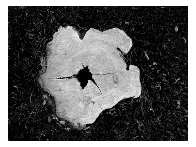 Tree Trunk, Carkeek Park, Seattle, Washington