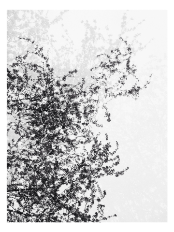 Sky View, Bay Center, Pacific County, Washington