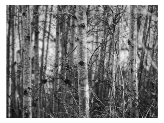 Sunset Road, Pacific County, Washington